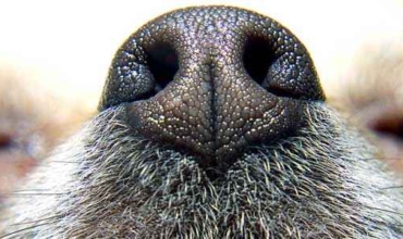 dog-nose-top